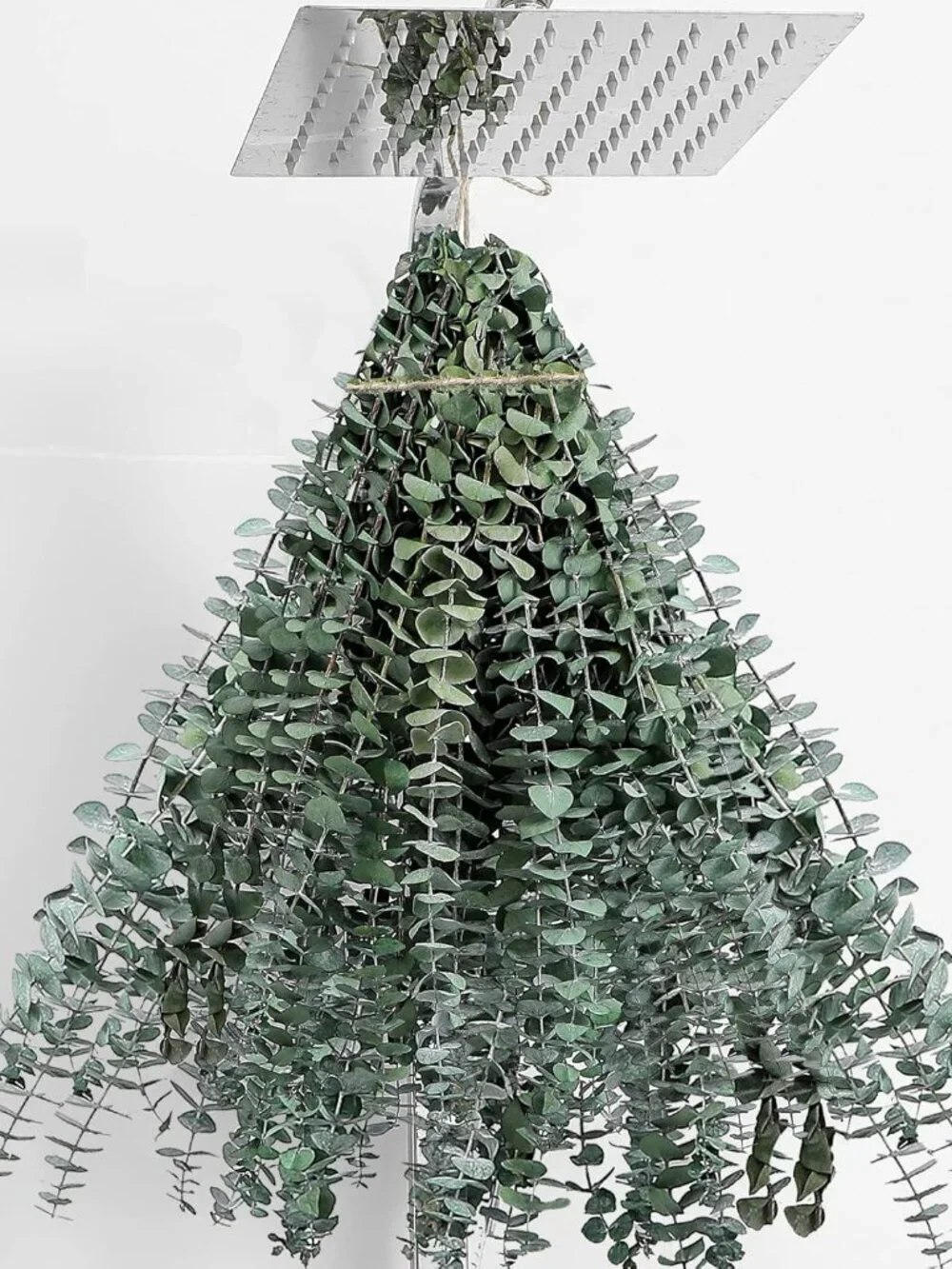 30 Pcs Dried Eucalyptus Stems 17